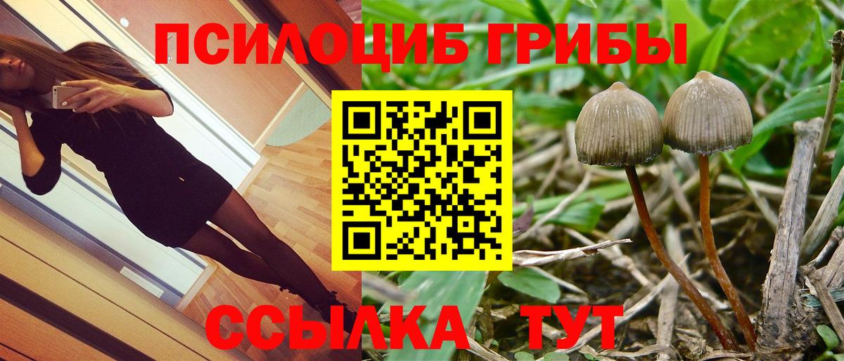 Псилоцибиновые грибы Psilocybe Тамбов